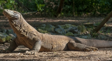Komodo Dragon, Indonesia Komodo Dragon, Indonesia